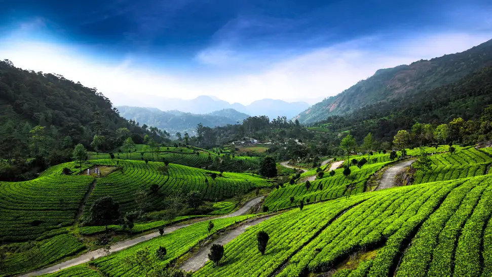 Places to Visit in Munnar