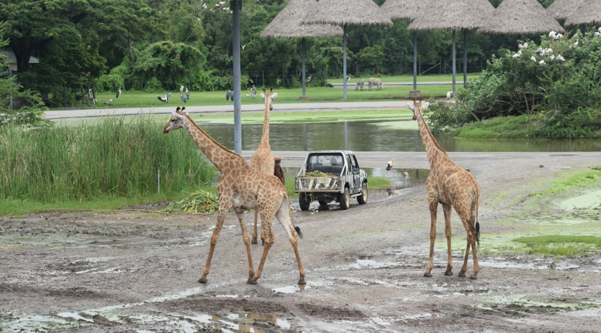 Safari World Thailand