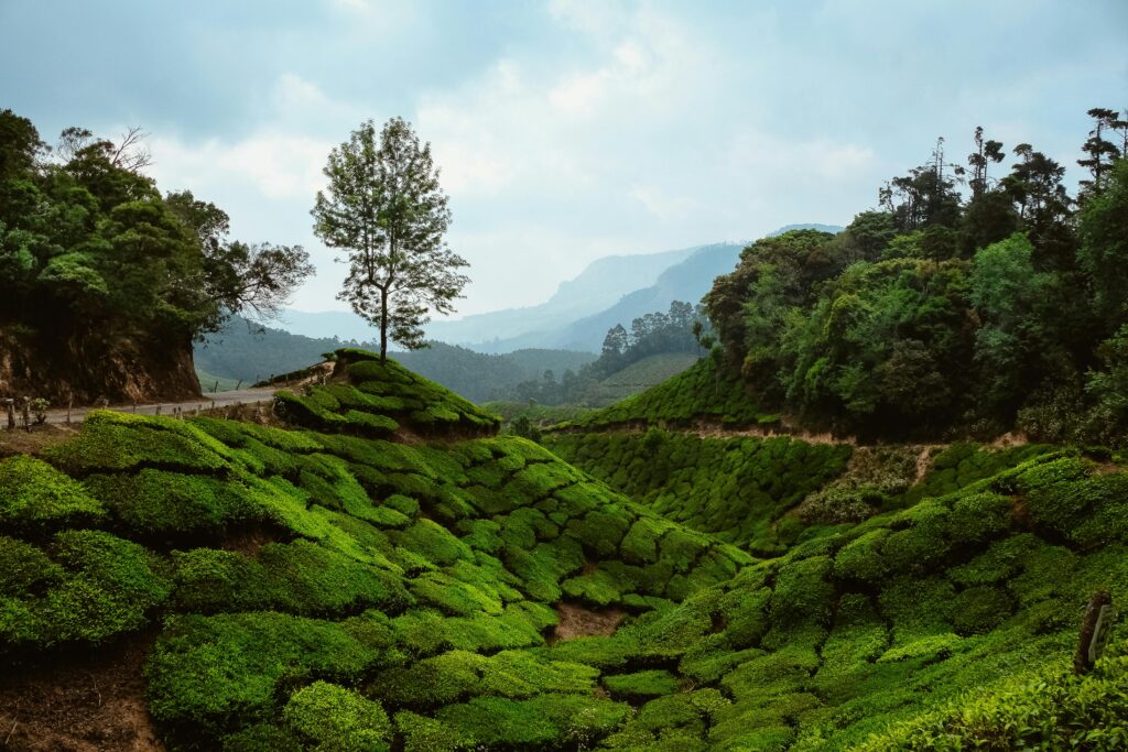 Why visit Kerala this season